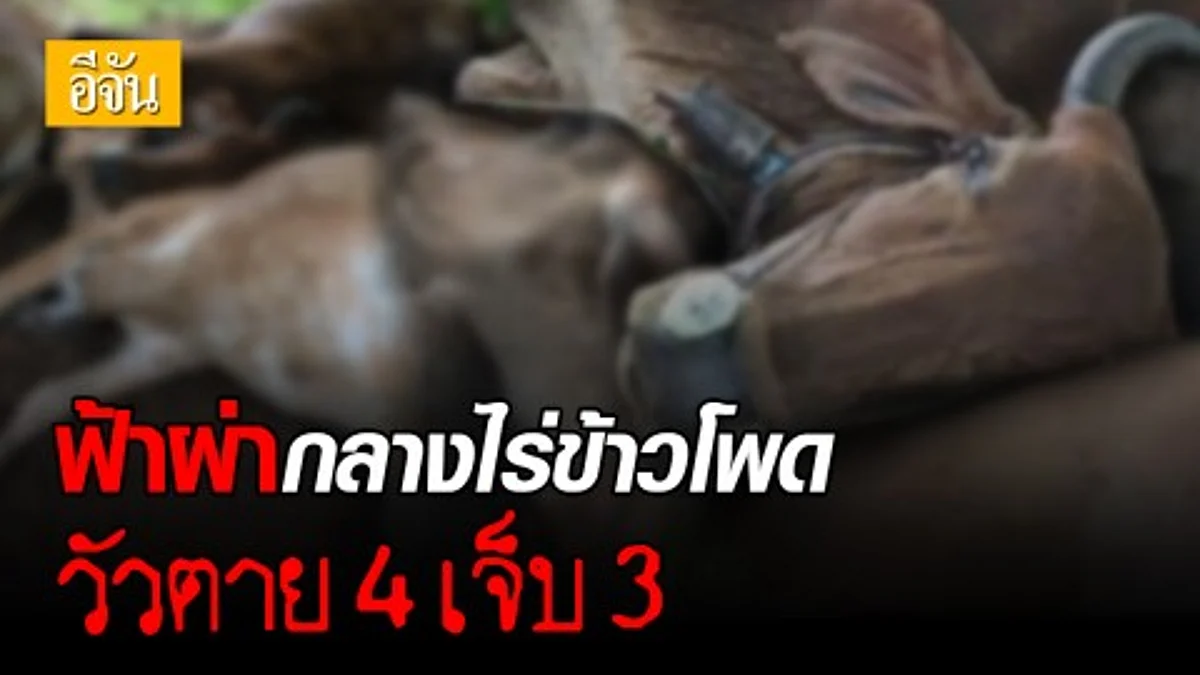 ฟ้าผ่ากระท่อมกลางไร่ข้าวโพด วัวโชคร้าย เข้าไปหลบฝน ตายคากระท่อม 4 ตัว อีก 3 ตัวได้รับบาดเจ็บ