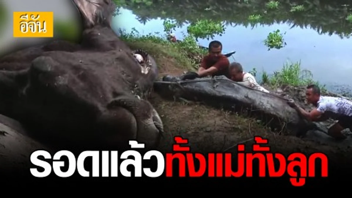 ชาวบ้านร่วมแรงกับเจ้าหน้าที่ช่วยแม่วัวท้องหนักกว่า 400 โล ตกคลองมะขามเตี้ยนานร่วม 2 วัน ขึ้นมาอย่างปลอดภัย