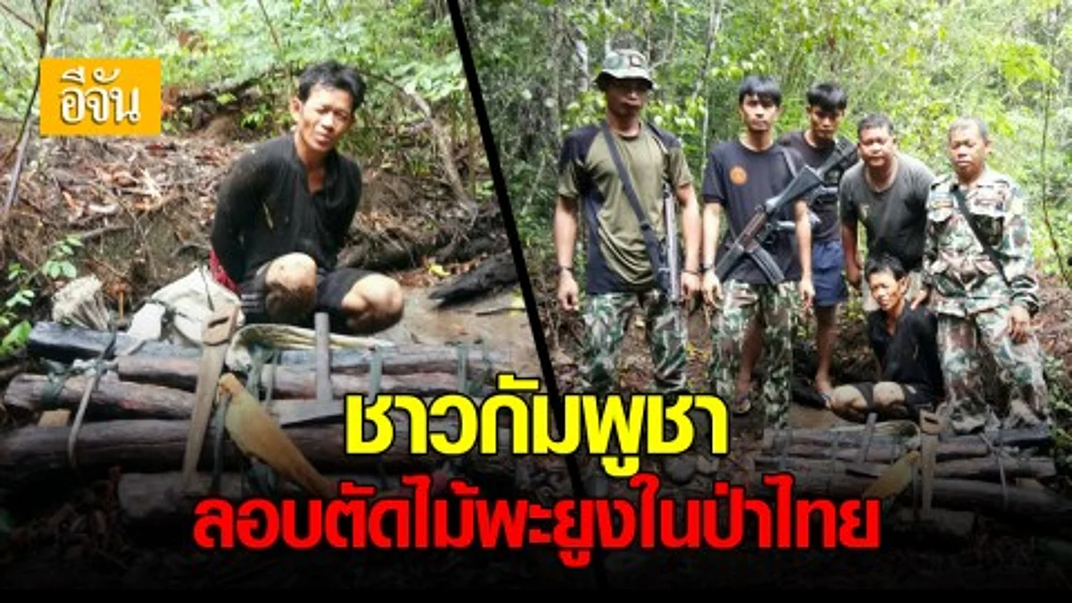 รวบชายกัมพูชา ลอบตัดไม้พะยูง ในเขตรักษาพันธุ์สัตว์ป่า พนมดงรัก