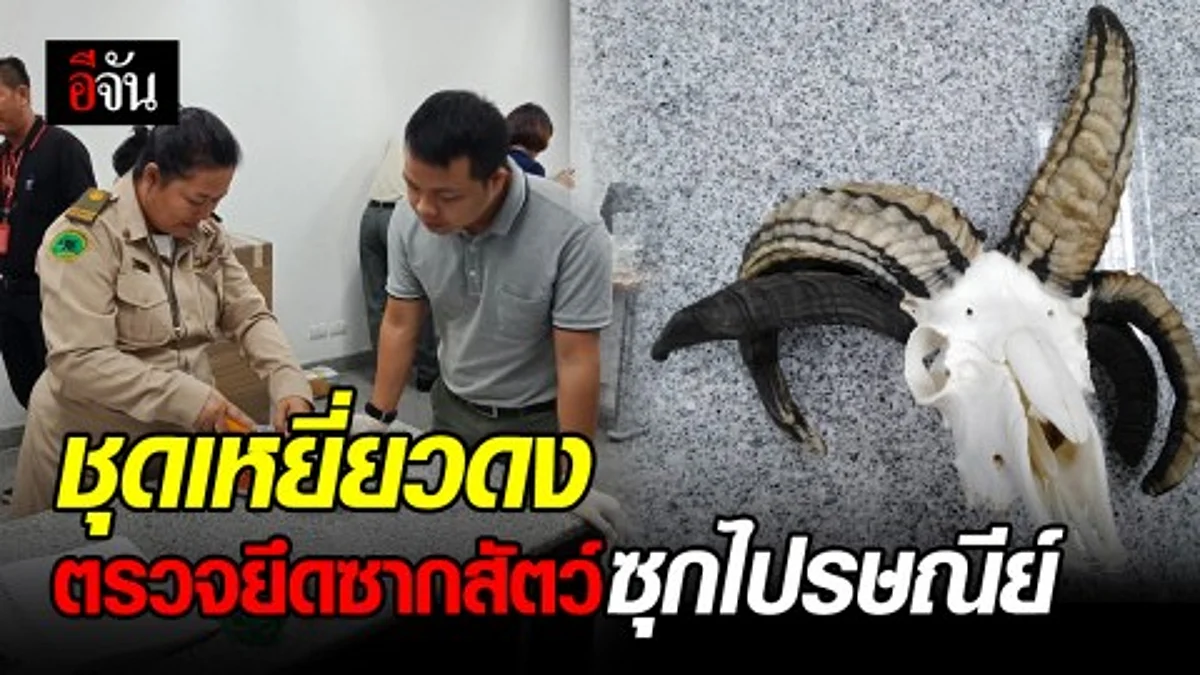 เจ้าหน้าที่ชุดเหยี่ยวดงตรวจสอบพัสดุไปรษณีย์ พบซากสัตว์ป่าอื้อ 3หีบ