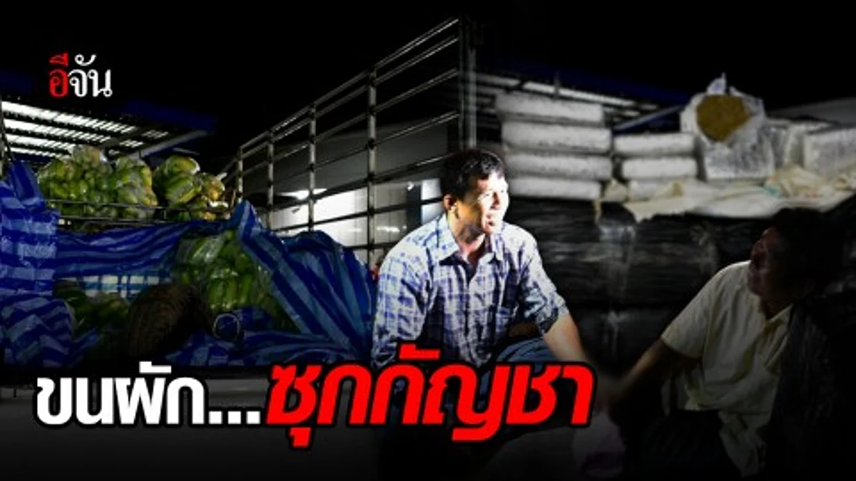 บรรทุกผักบังหน้า! ปส. สกัดจับรถขนกัญชาอัดแท่ง 500 กก.