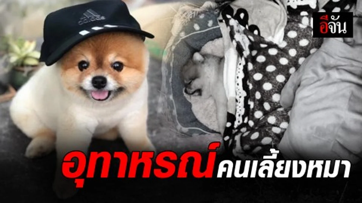 สาวโอด โพสต์อุทาหรณ์ หลังพาหมาไปตัดขน - เจ้าของร้าน ละเลย หมากระโดดลงพื้น สายจูงรัดคอตาย