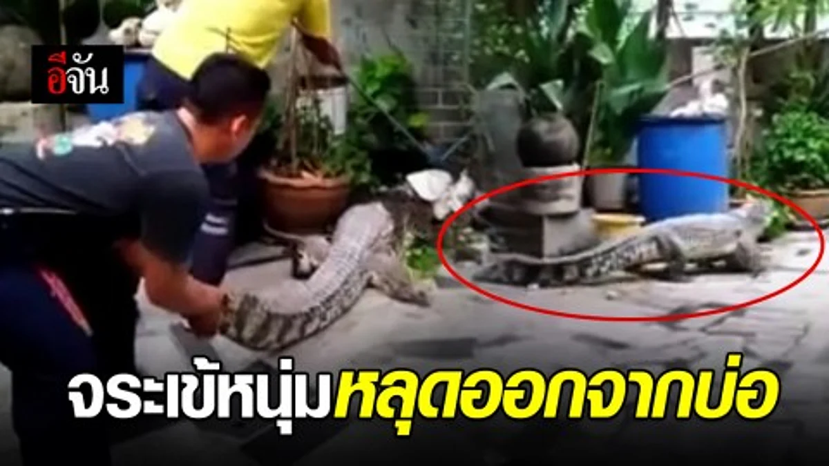 ชาวบ้านแตกตื่น! จระเข้หลุดออกจากบ่อเลี้ยง