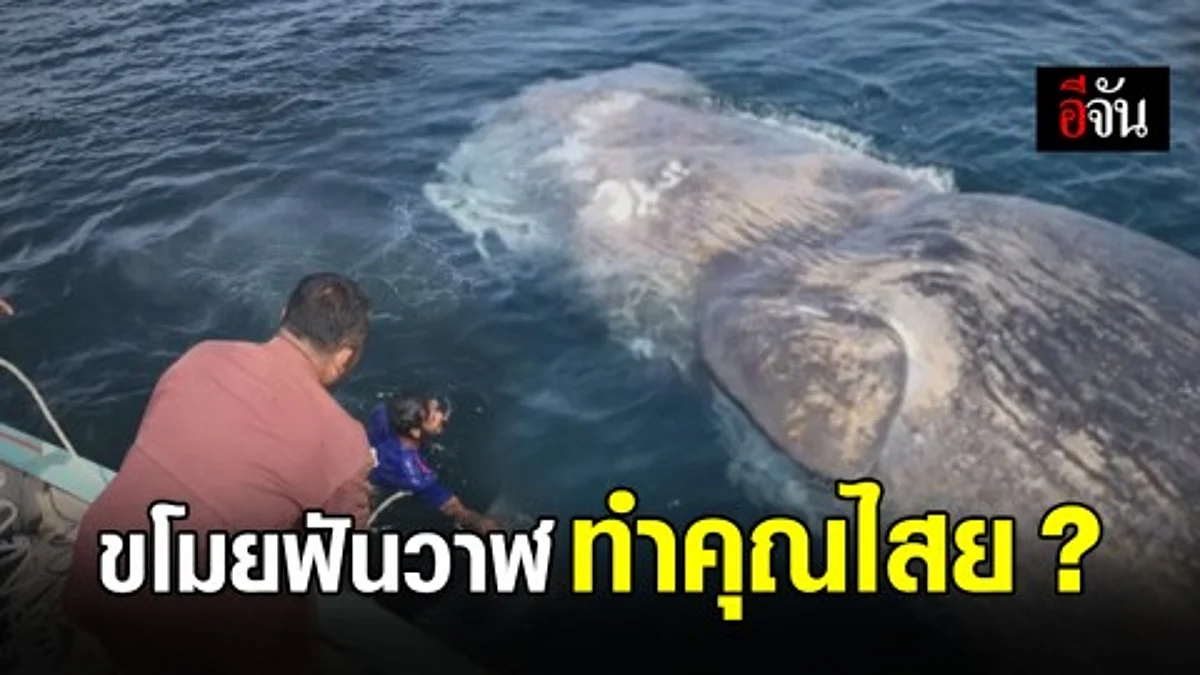 โจรลอบขโมยฟันวาฬหัวทุย คาดนำไปทำของขลัง