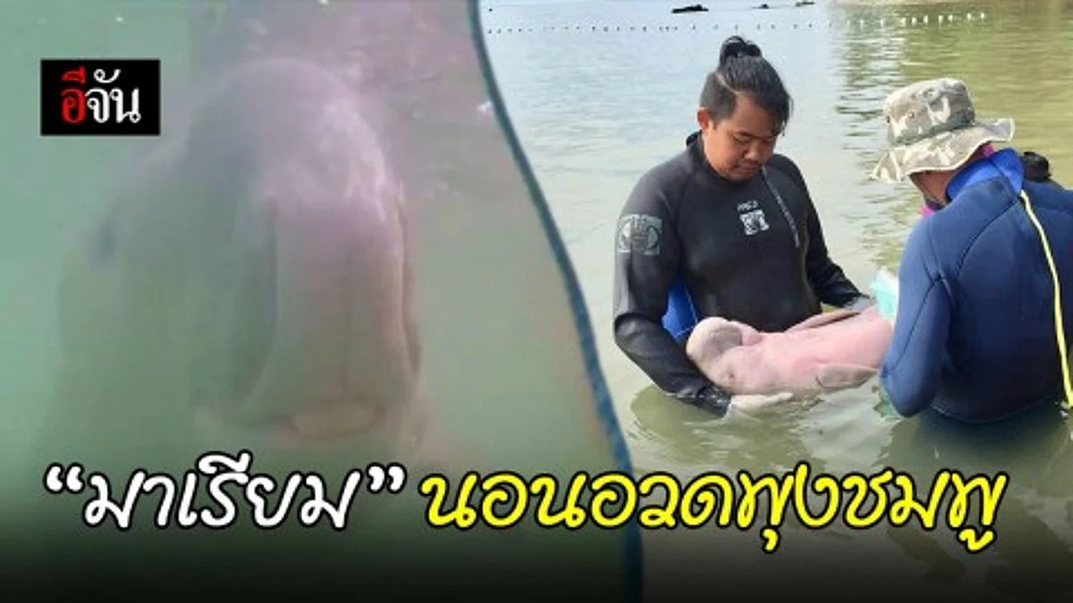เจ้าพะยูนน้อย “มาเรียม” ไม่เกยตื้นแล้ว แถมนอนอวดพุงชมพู อ้อนพี่เลี้ยง