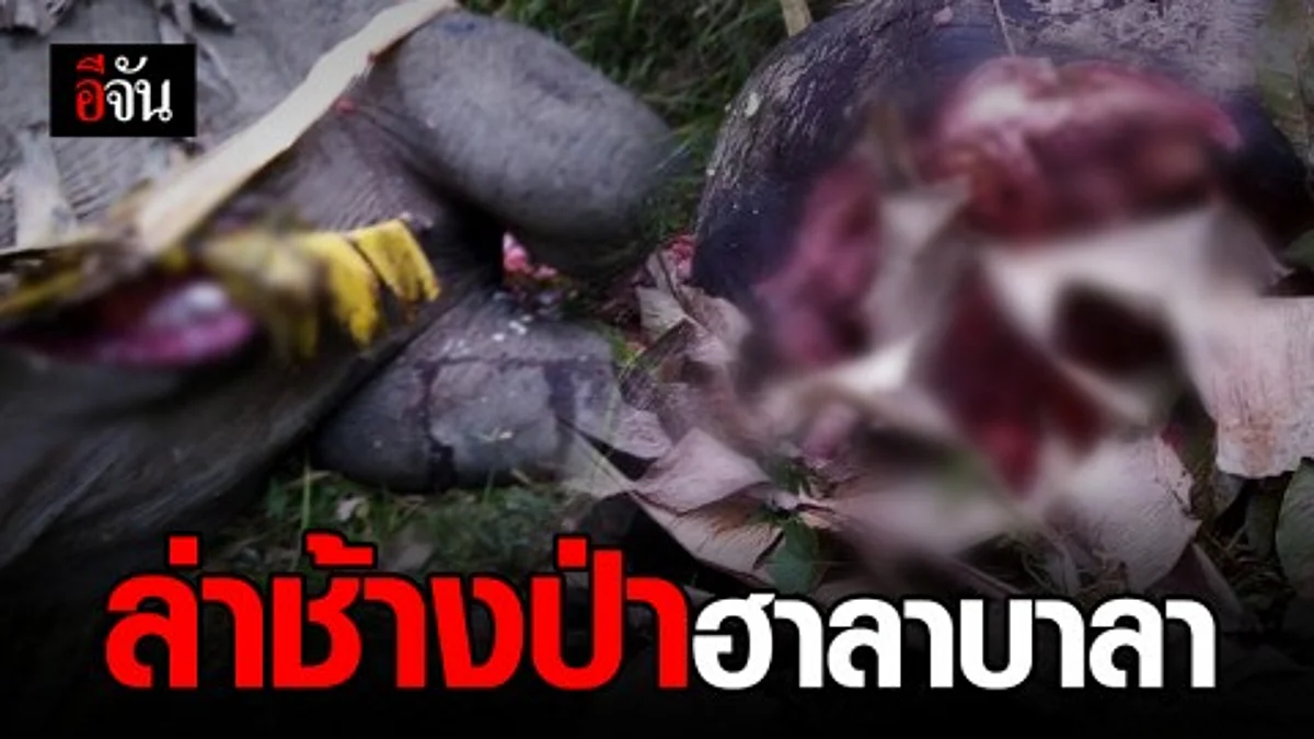 พบช้างป่า ฮาลาบาลา นอนเสียชีวิต เศษซากอวัยวะกระจัดกระจาย คาดฆ่าเอางา
