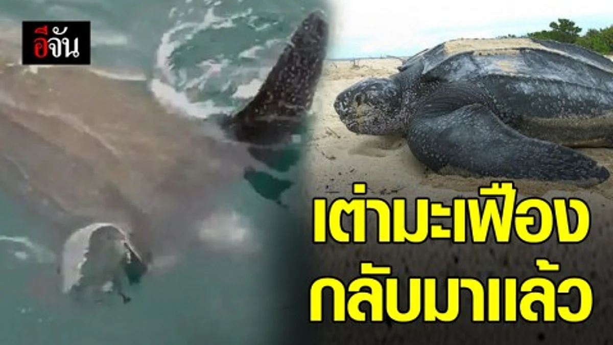 เต่ามะเฟืองปรากฎตัว ทะเลอ่าวไทย ในรอบ 5 ปี
