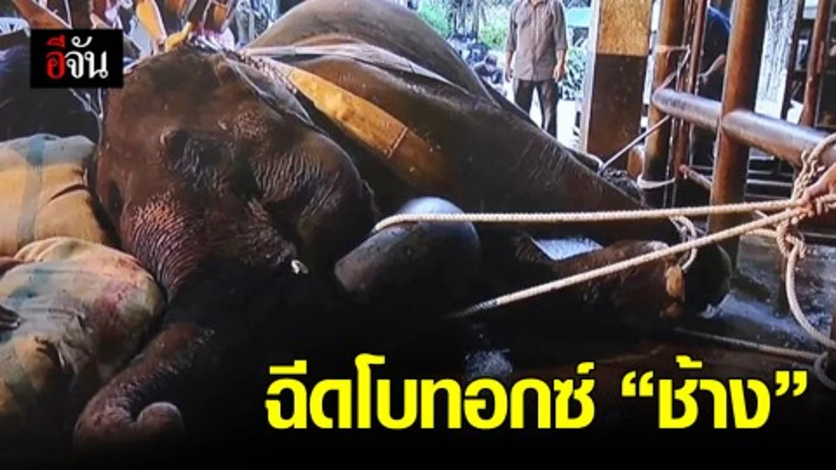 ไทยเจ๋ง ใช้โบทอกซ์ รักษาช้างสำเร็จ ครั้งแรกในโลก