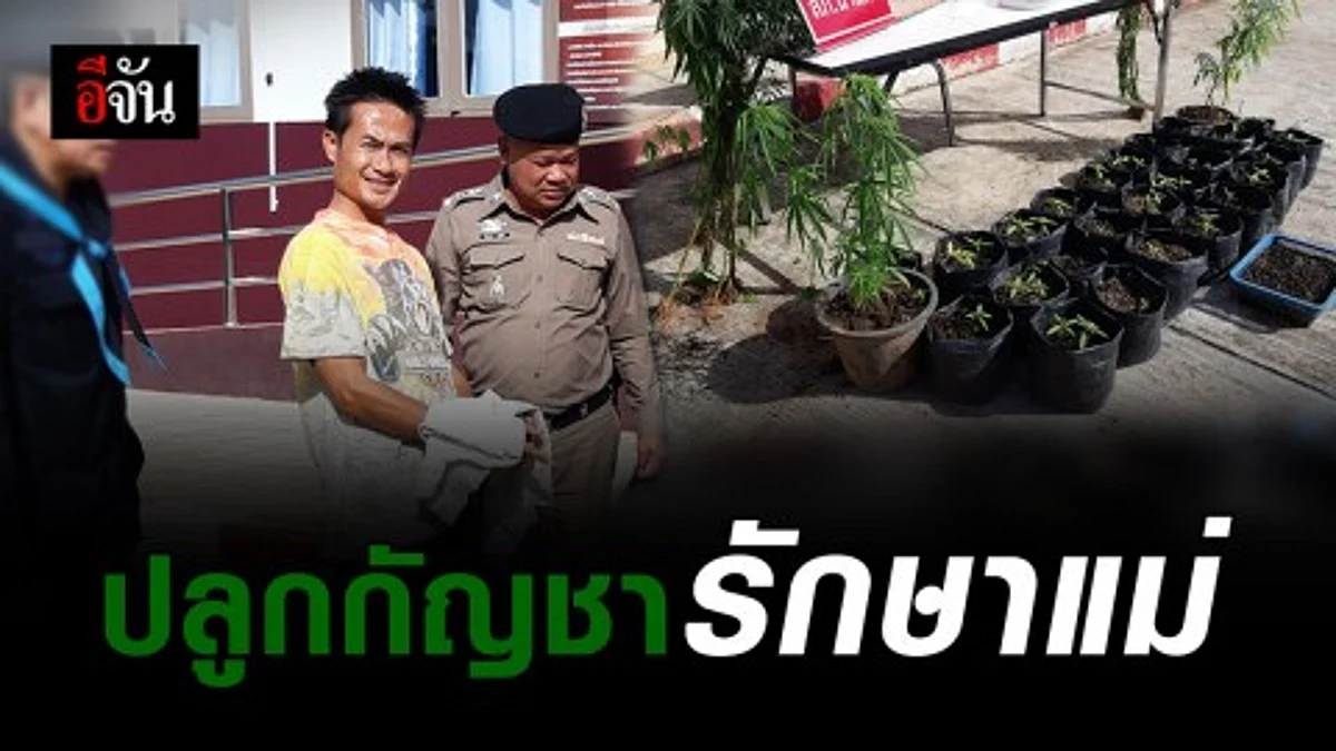 จับผู้ช่วยผู้ใหญ่บ้าน อ.นาแห้ว ปลูกกัญชา 50 ต้น อ้างรักษาแม่ที่ป่วย