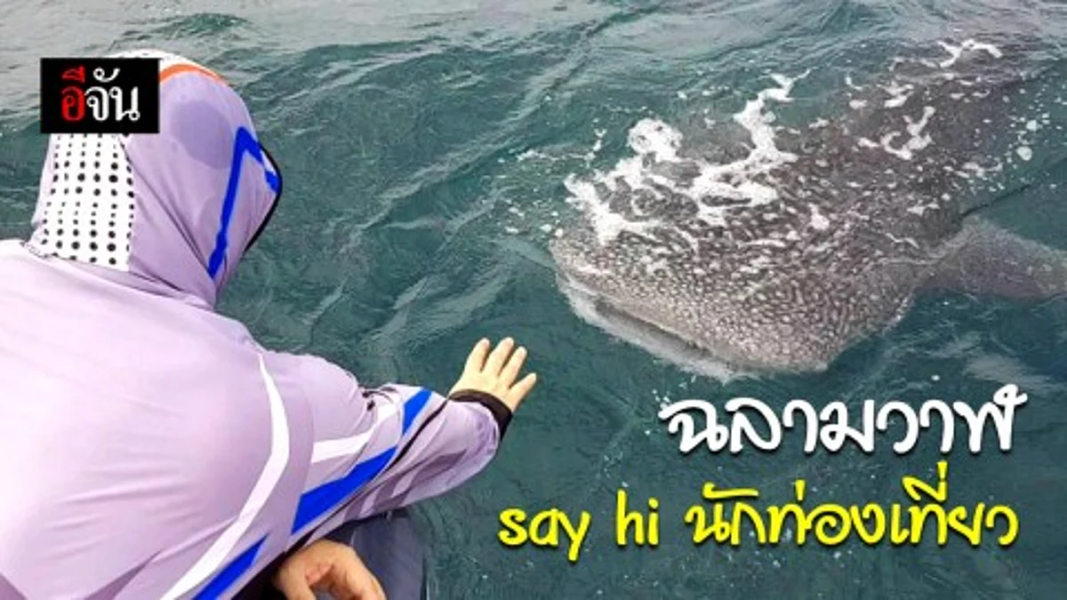 นักท่องเที่ยวตื่นเต้น! เจอฉลามวาฬ ใจดี ท้องทะเลสามร้อยยอด โผล่ข้างเรือด้วยท่าทีเป็นมิตร
