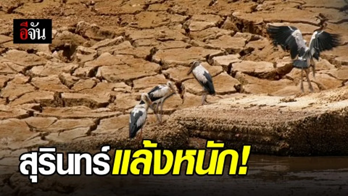 สุรินทร์แล้งหนัก หลังฝนทิ้งช่วงหนักในรอบ 41 ปี หน่วยงานที่เกี่ยวข้องเร่งแก้วิกฤติ ฝากย้ำประชาชนอย่าตื่นตระหนก