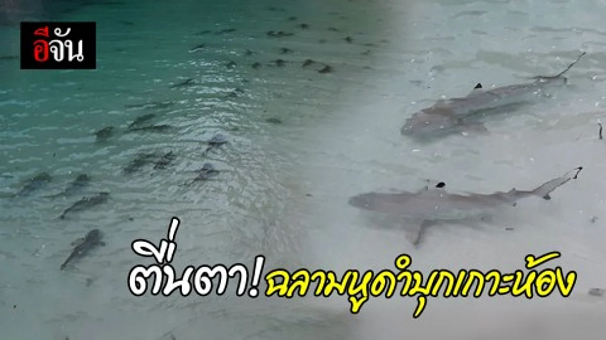 ฉลามหูดำนับร้อย ว่ายออกหาอาหารบนหมู่เกาะห้อง อุทยานแห่งชาติธารโบกขรณี จ.กระบี่ บ่งชี้ถึงความสมบูรณ์ใต้ทะเล