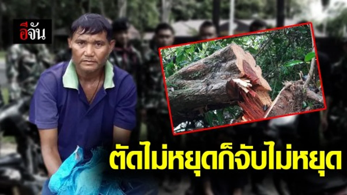 หน.อุทยานแห่งชาติภูจองนายอย พร้อมเจ้าหน้าที่ บุกจับกุมชาวบ้านลักลอบตัดไม้พะยูงในเขตอุทยานฯภูจองนายอย