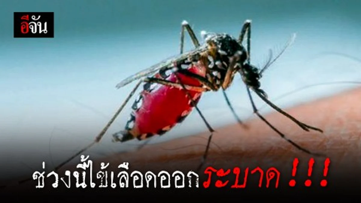 ระวัง! ช่วงนี้ไข้เลือดออกระบาด เผย เสียชีวิตแล้ว 67 ราย
