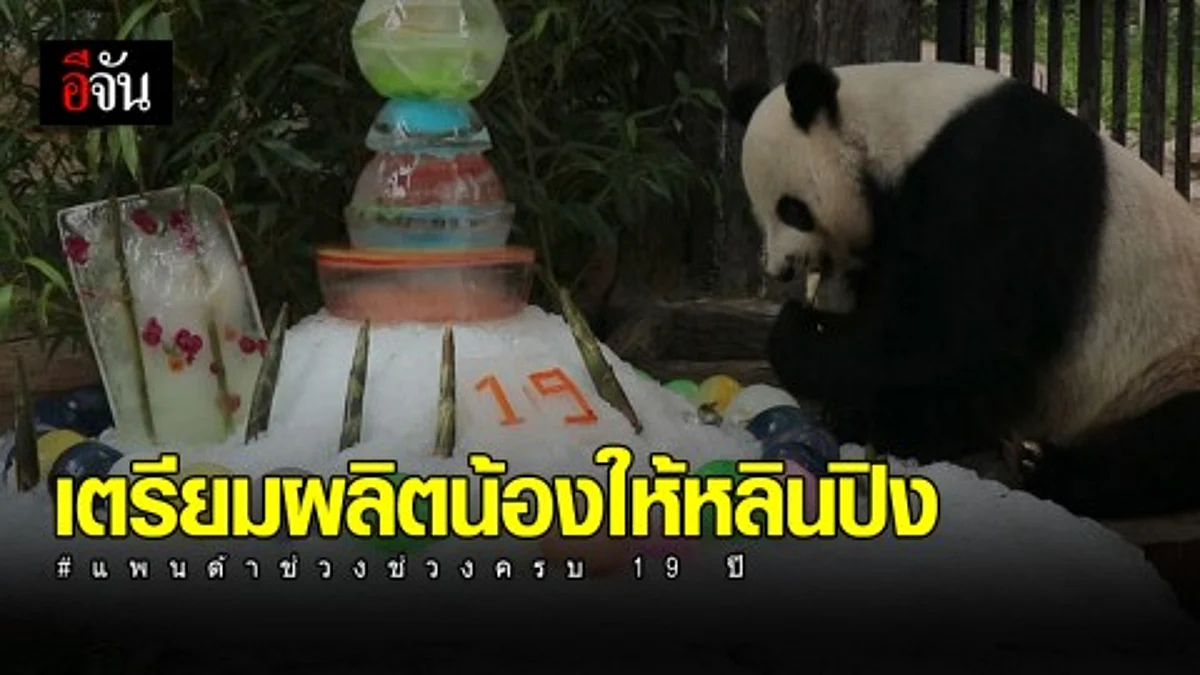 สวนสัตว์เชียงใหม่ จัดงานวันเกิดช่วงช่วง อายุ 19 ปี