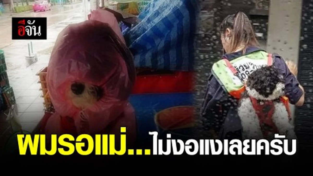 ภาพประทับใจ สาวหอบน้องหมา ไปทำงานทุกวัน