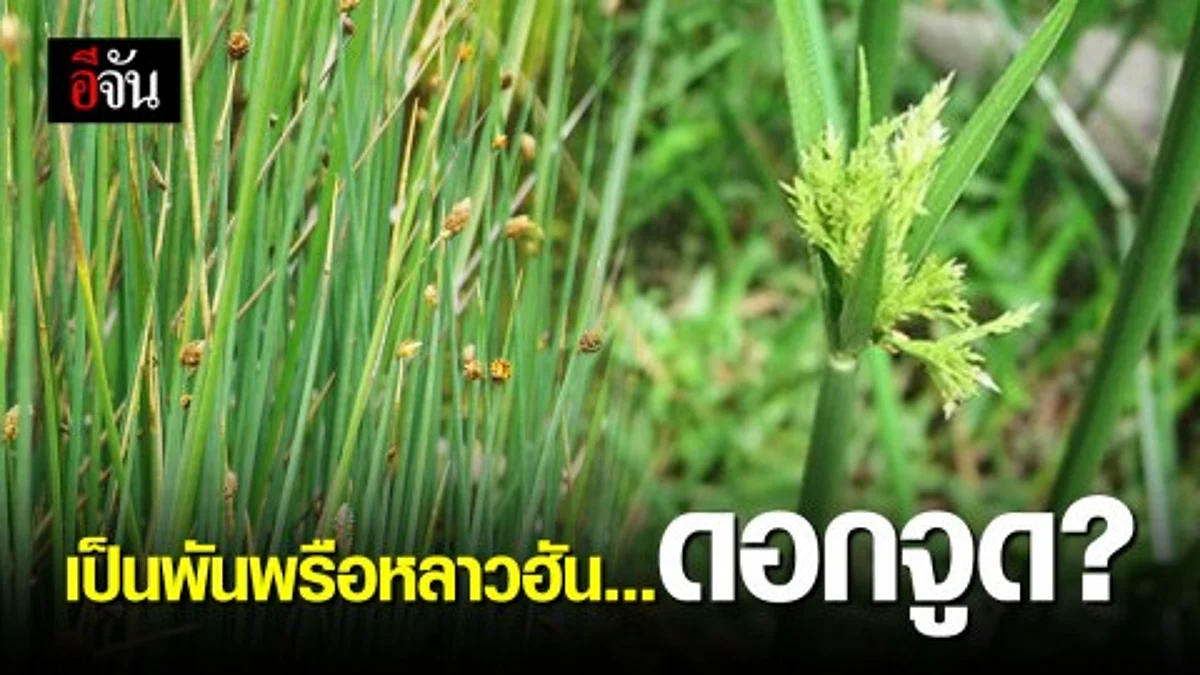 “ดอกจูด” ขุมทรัพย์ล้ำค่า ดอกหญ้าริมทาง