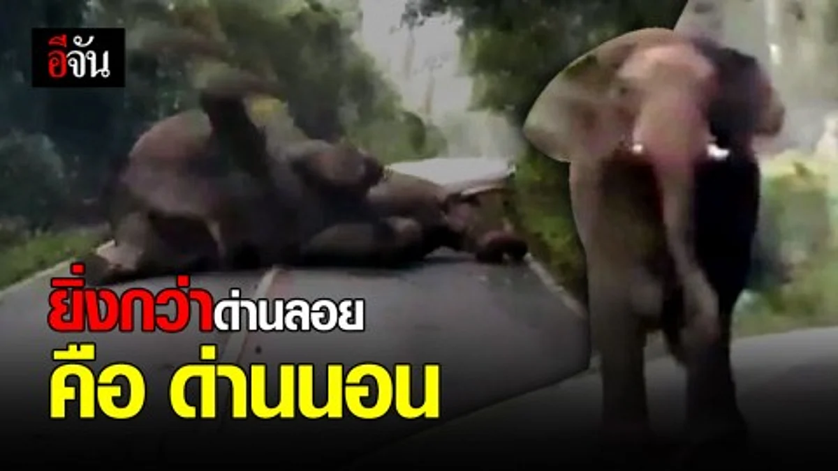 “เจ้างาทอง” นอนรับไออุ่นขวางถนนทางขึ้นเขาเขียว