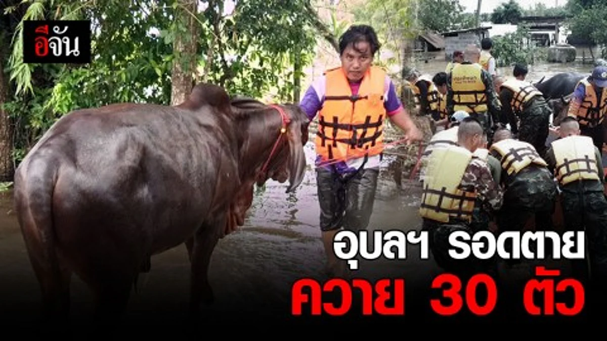 อุบลฯ เร่งขนย้ายวัวควาย 30 ตัว