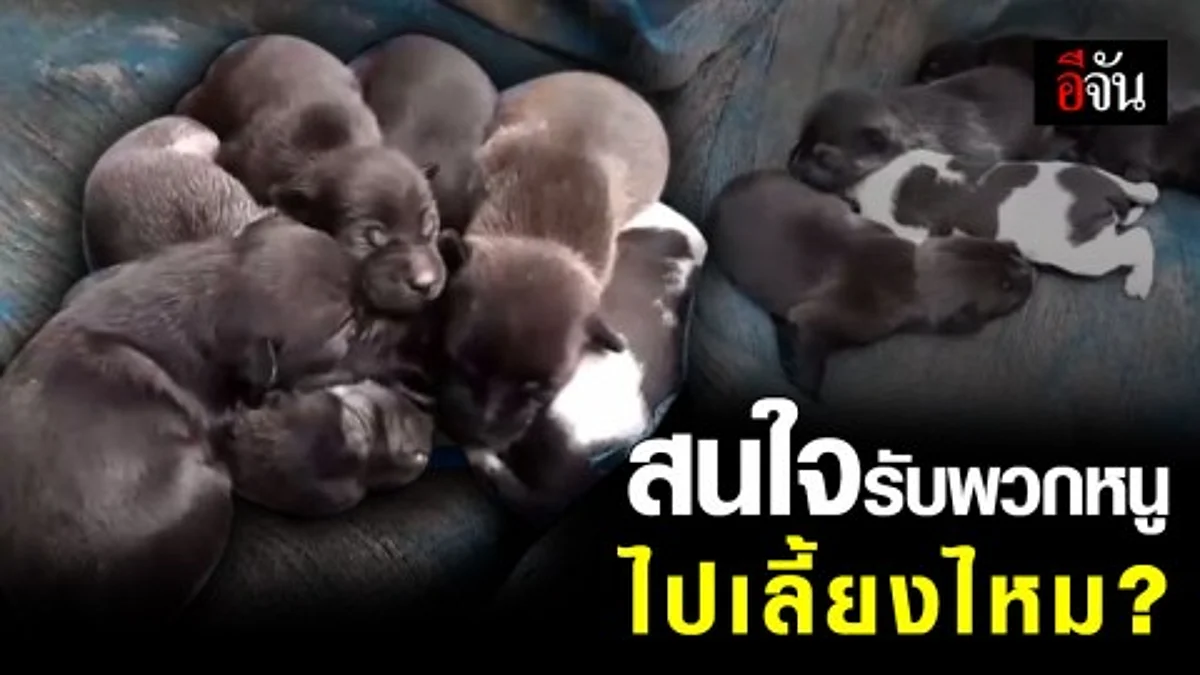 น้องตูบ ลอยคอในท่อน้ำ รอด 6 ตาย 1