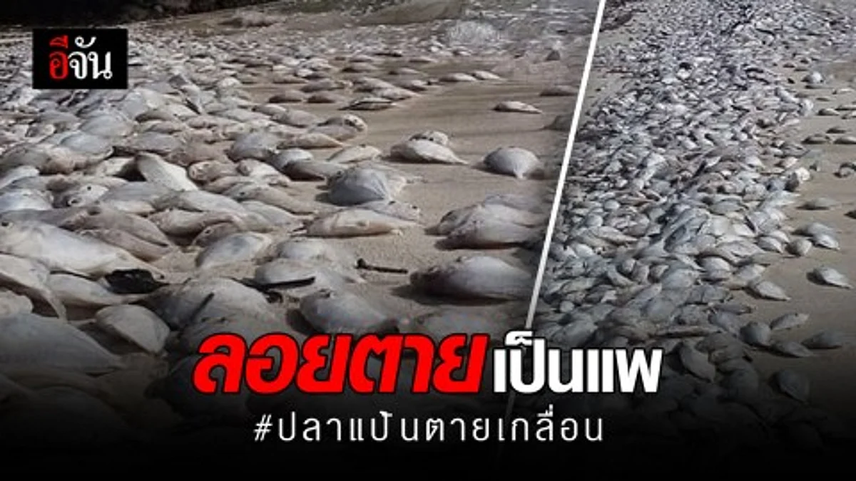 ปลาแป้นตายเกลื่อนหาดภูเก็ต