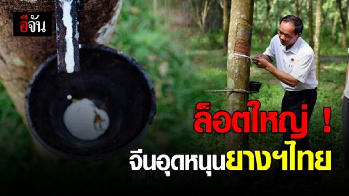 จีนอุดหนุนยางพาราไทยกว่า 260,000 ตัน