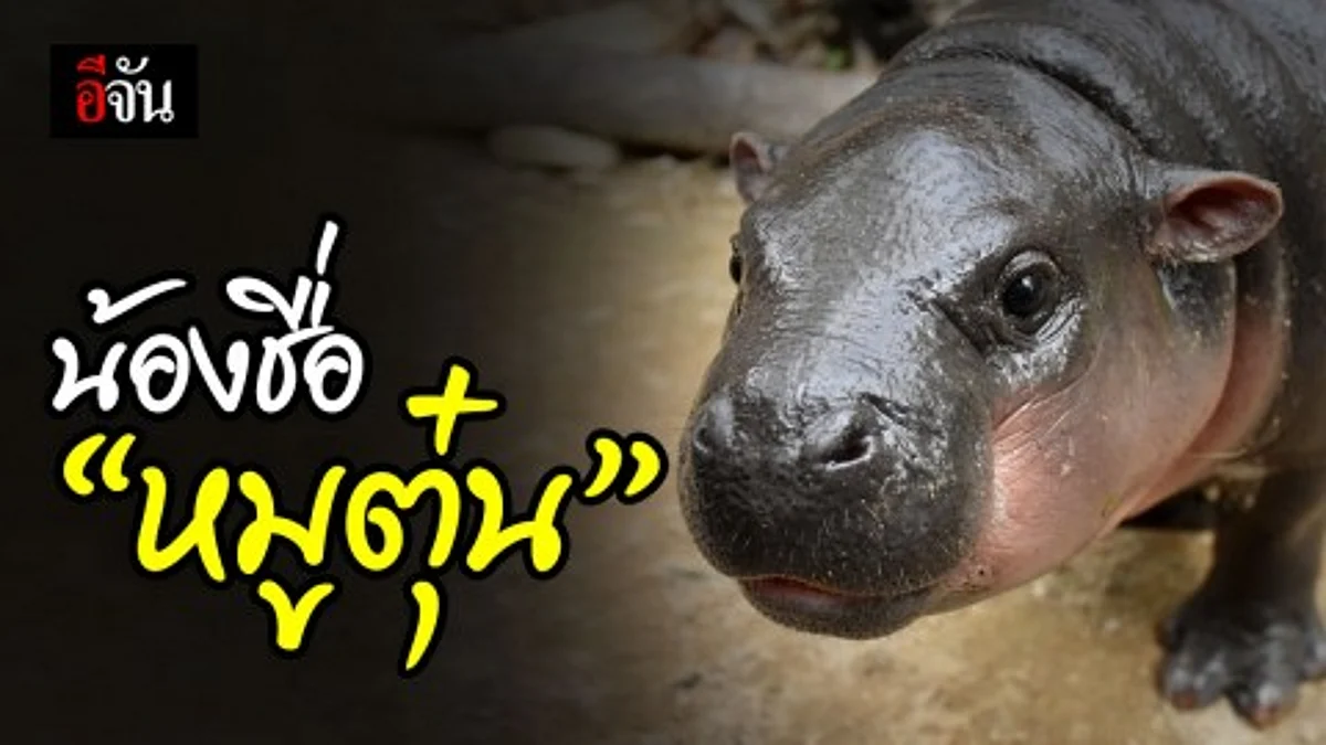 ได้ชื่อแล้วฮับ หมูตุ๋น คือชื่อของผม