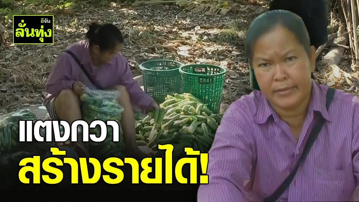 เกษตรกรพิจิตร "ปลูกเเตงกวา" สู้ภัยแล้ง รายได้งามวันละ 3 - 4 พันบาท