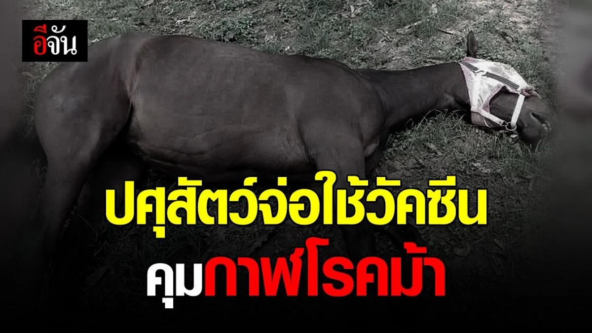 ปศุสัตว์ จ่อใช้วัคซีนคุมกาฬโรคม้า - เตรียมหารือผู้เชี่ยวชาญทุกภาคส่วน