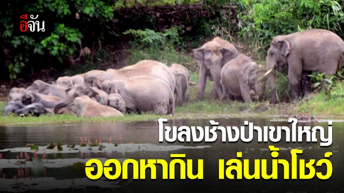 สุดน่ารัก! พี่ช้างเขาใหญ่ 28 ตัวออกหากิน เล่นน้ำโชว์ในเขต อ.เมือง จ.นครนายก