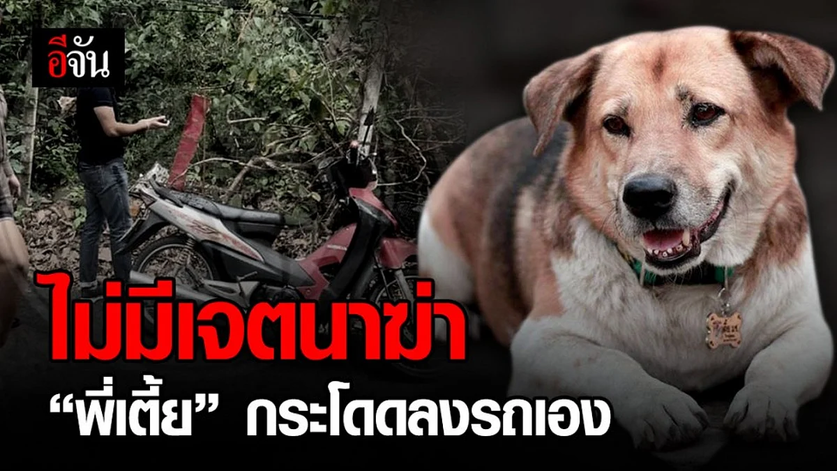 วอนสังคมเห็นใจ! ไม่ได้ตั้งใจพาเตี้ยไปตาย
