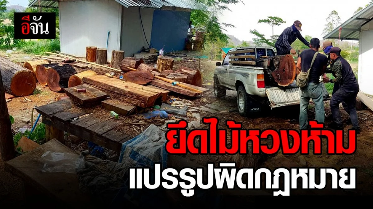 พญาเสือลุยยึดไม้หวงห้าม ถูกลับลอบแปรรูปผิดกฎหมาย