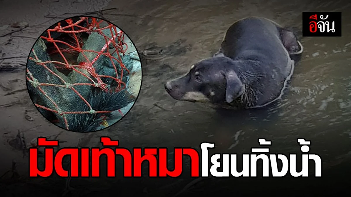 จิตใจคนทำ ทำด้วยอะไร? มัดขาหมาโยนทิ้งน้ำ