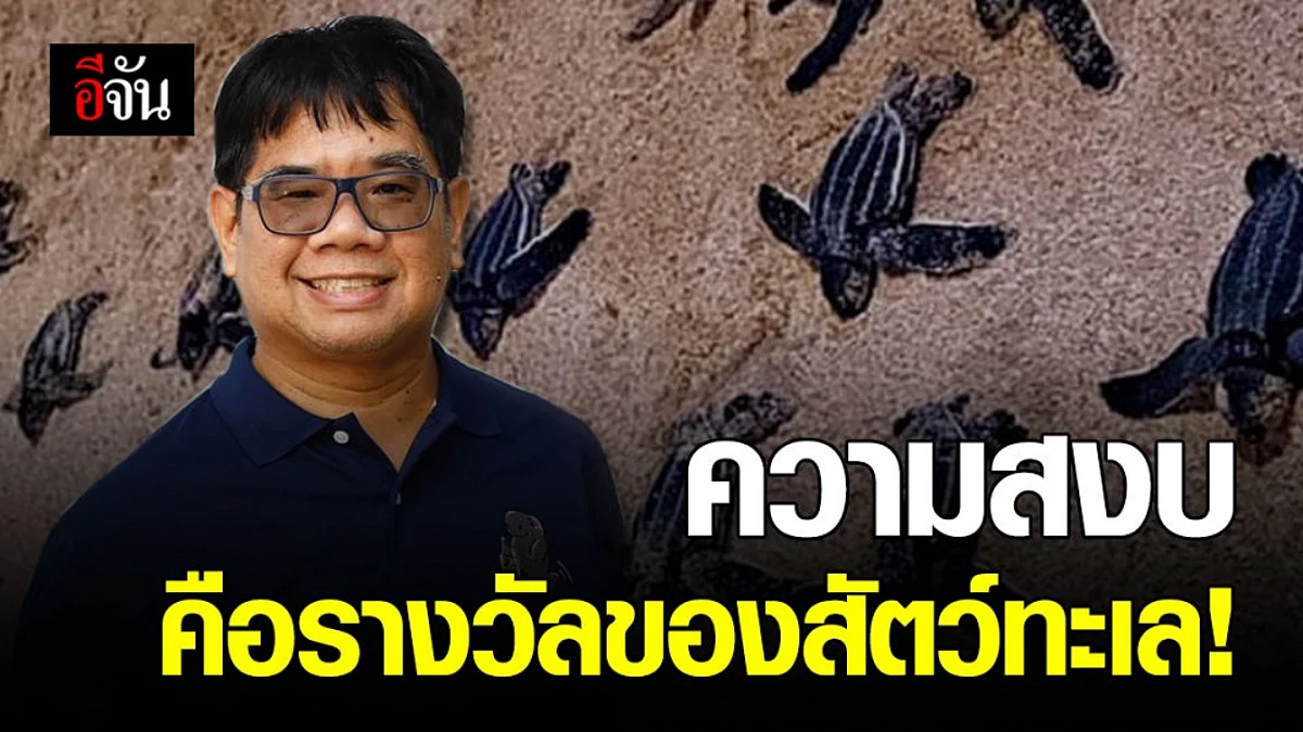 เกาะสมุยเงียบสงบ ลูกเต่าหลายร้อยตัว โผล่ออกจากรังเพียบ!