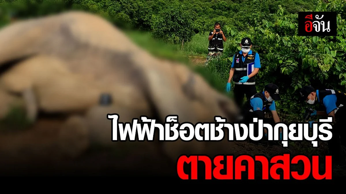 ช้างป่ากุยบุรีนอนตายกลางสวนมะม่วง คาดไฟฟ้าช็อต