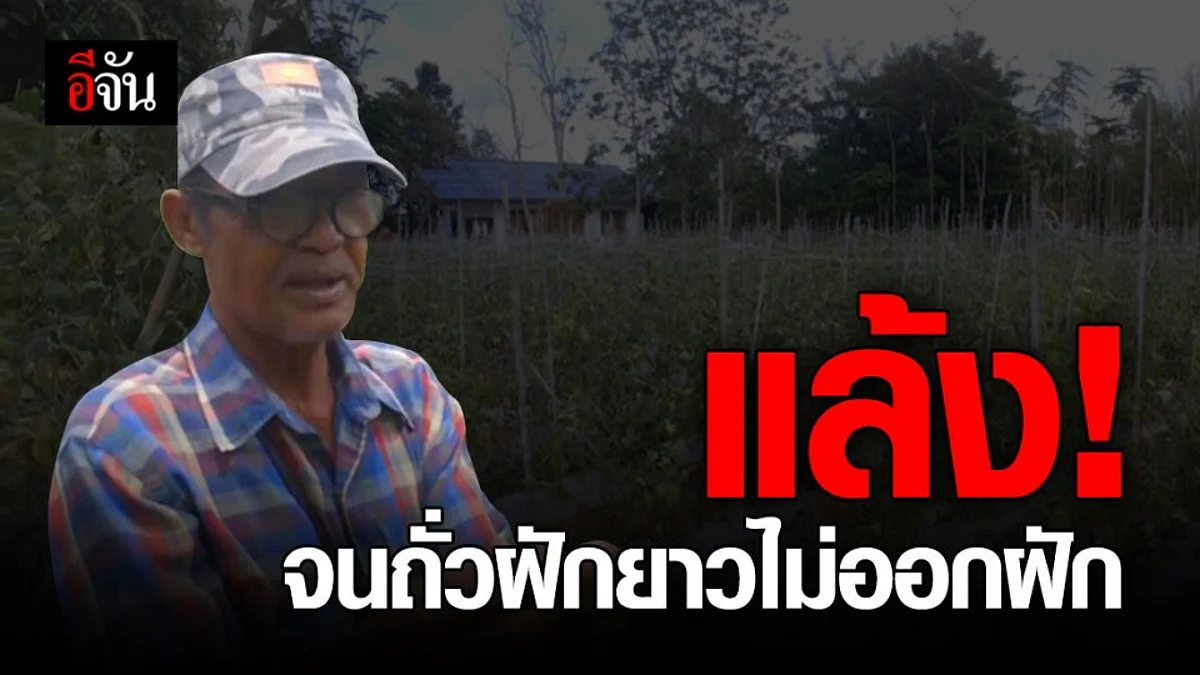 ภัยแล้งซัดทุกข์ชาวสวนพิจิตร ถั่วฝักยาวไม่ออกฝัก ไร้รายได้