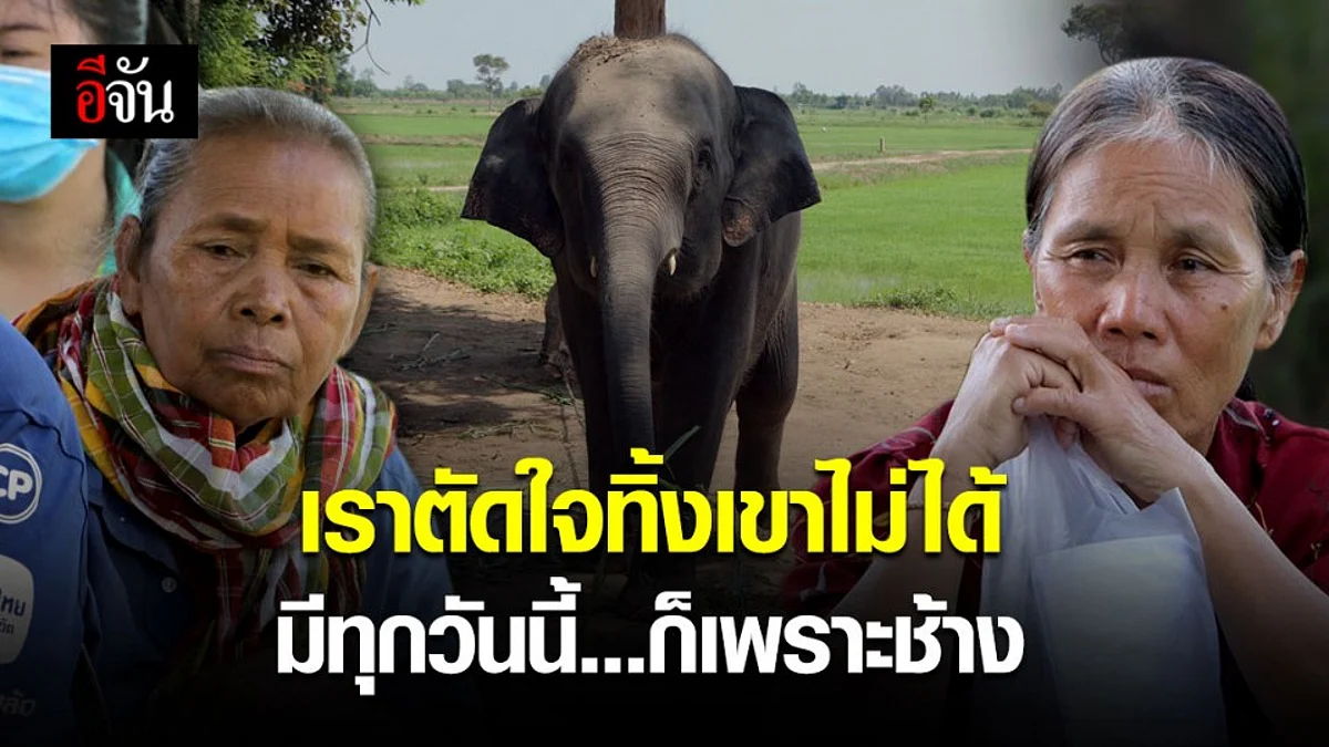 ควาญช้างพรั่งพรูความรู้สึก ขอบคุณสังคมอีจันที่เข้ามาช่วยช้าง