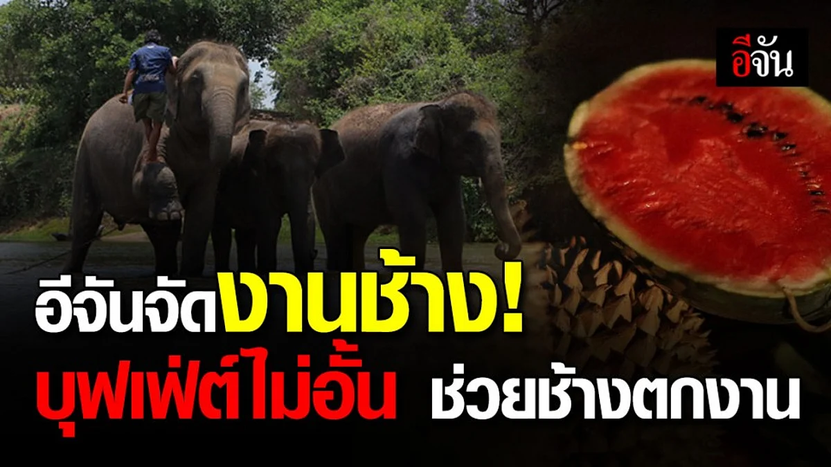 อีจันจัดงานช้างเพื่อช้างตกงาน @สุรินทร์