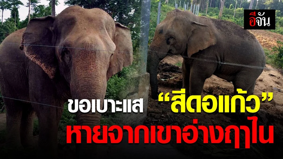 ช้างป่าสีดอแก้ว หายจากเขาอ่างฤๅไน ใครเห็นรีบแจ้งเจ้าหน้าที่!