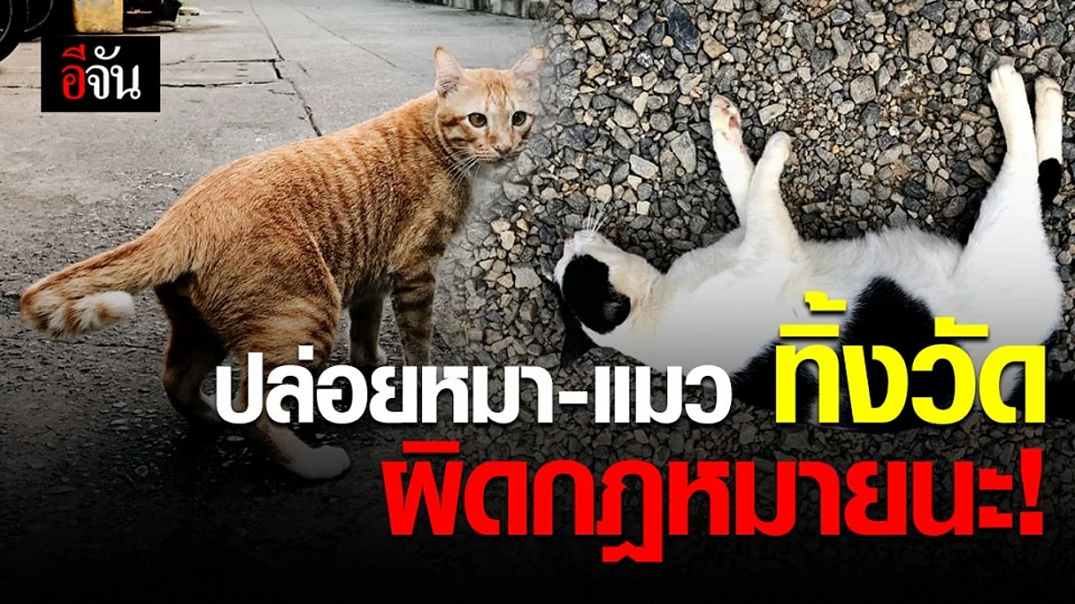 รู้ยัง ? ปล่อยหมา-แมว ทิ้งวัด ผิดกฎหมาย ปรับ 40,000 บาท