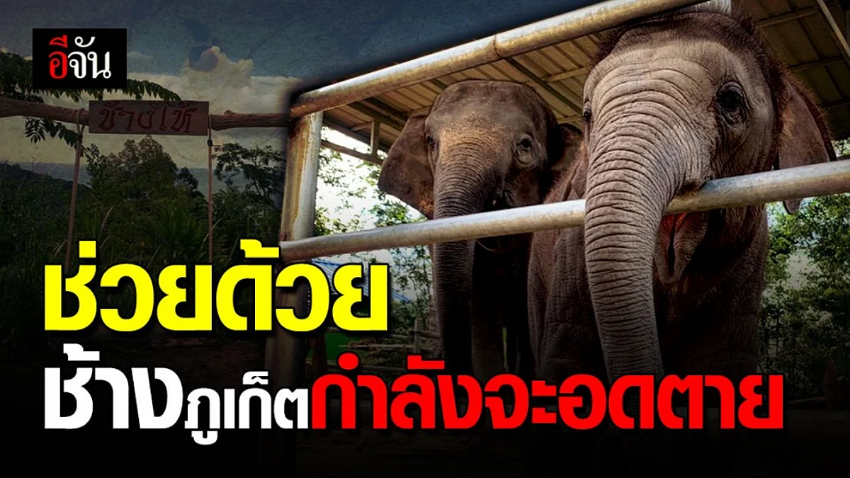 ภูเก็ตวันนี้ นักท่องเที่ยวยังไม่มา ช้างไม่รู้จะโชว์ใคร ปางช้างขาดรายได้ ปิดกิจการ ช้างตกงาน ไร้หน่วยงานสนใจ วอนเห็นใจช้างด้วย