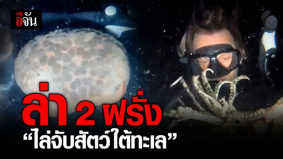 สั่งล่า 2 ฝรั่ง ดำน้ำไล่จับสัตว์ใต้ทะเล เกาะพะงัน จ่อภาคทัณฑ์ บ.ทัวร์