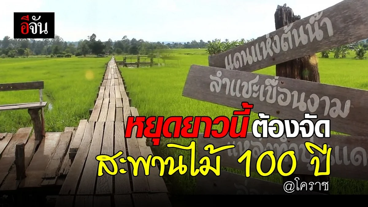 สะพานไม้ 100 ปี บ้านโคกกระชายโคราช สวยสะพรั่ง รับวันหยุดยาว