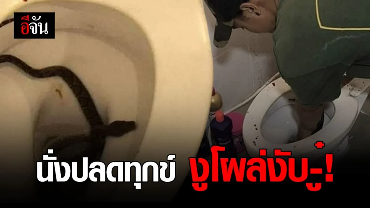 หนุ่มนั่งปลดทุกข์ งูเหลือมโผล่งับของลับเลือดกระจาย!