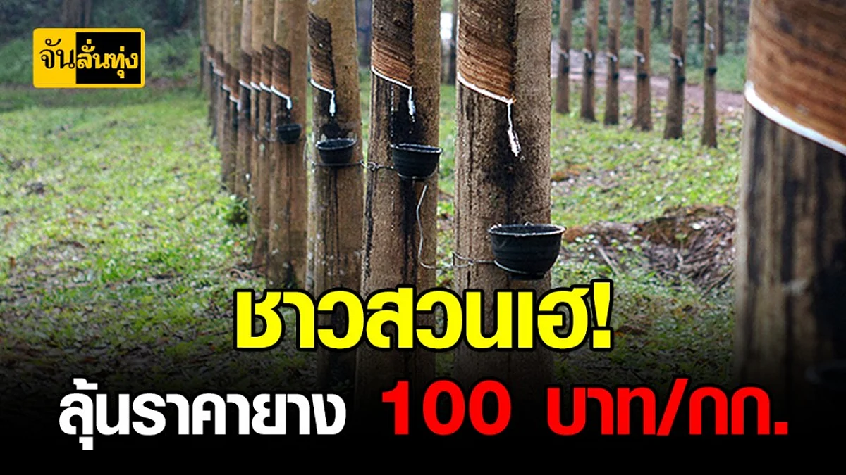 ราคายาง ขึ้นต่อเนื่อง กยท. ชี้ ราคายางขึ้น ลุ้นแตะ 100 บาท