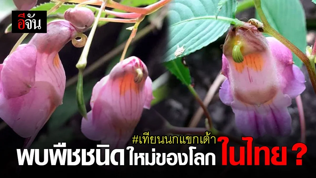 ดอกไม้คล้ายนก “ เทียนนกแขกเต้า ” พืชชนิดใหม่ ของโลก ค้นพบในไทย