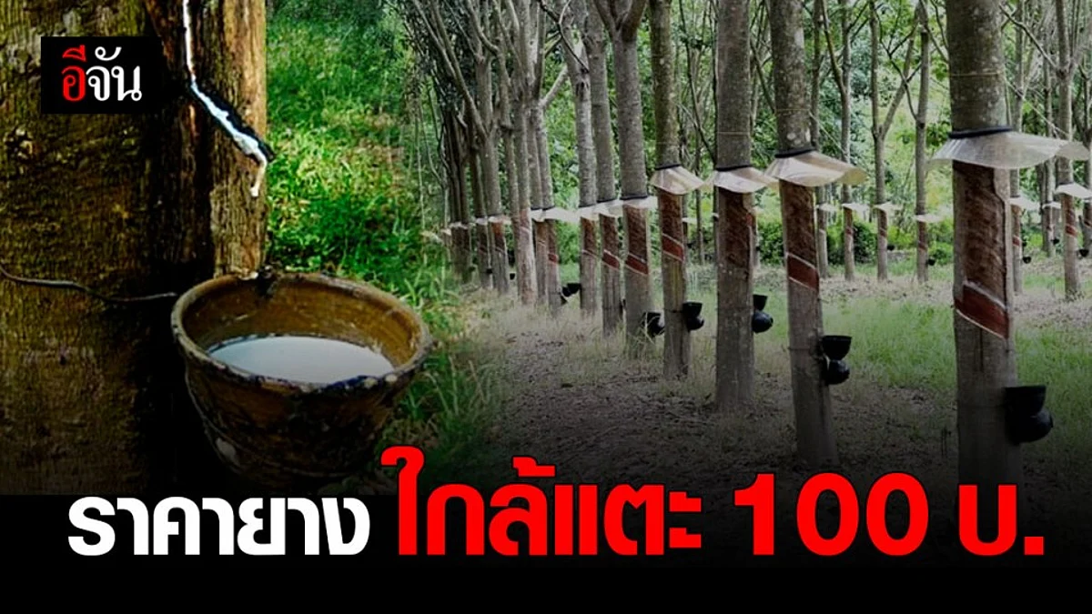 ชาวสวนยาง เตรียมเฮ ! ลุ้น ราคายาง ใกล้แตะ 100 บาท