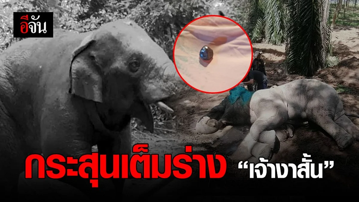 สะเทือนใจ ช้างป่า เจ้างาสั้น พบกระสุน อยู่ในร่าง 15 นัด