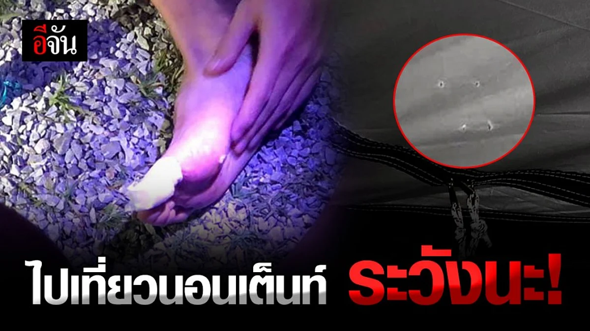 นอนเต็นท์ ระวัง สัตว์ไม่มีพิษ แต่มีฤทธิ์ กัดทะลุเต็นท์