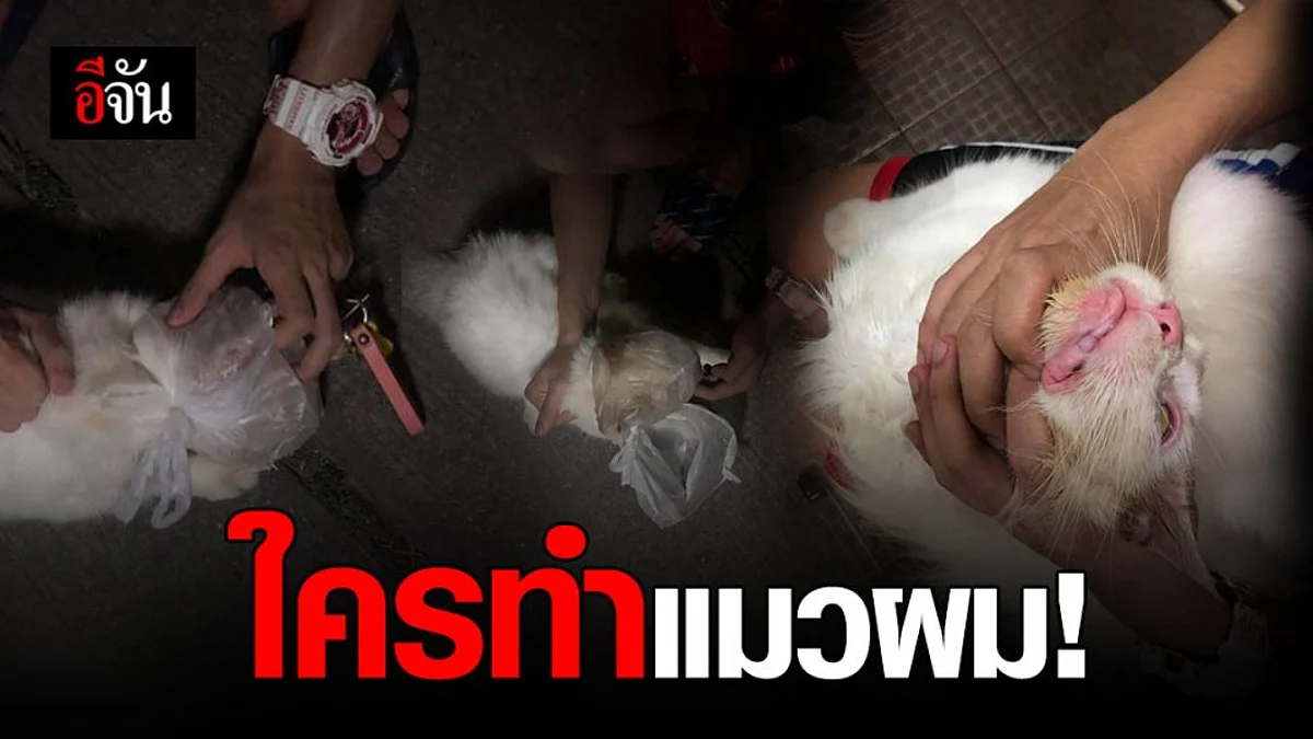 ใครช่างทำได้ลงคอ! ถุงครอบหัวแมว ฉีดยาฆ่าแมลง จับโยนทิ้งในป่า
